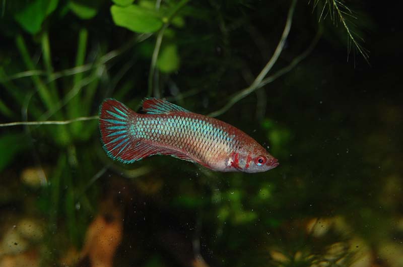 Betta