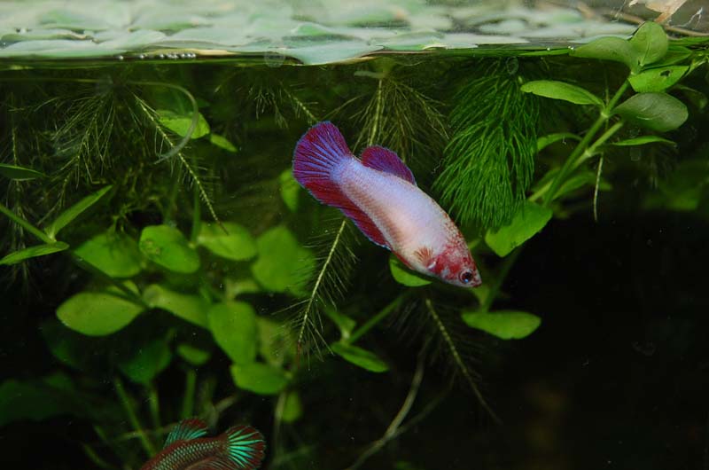 Betta