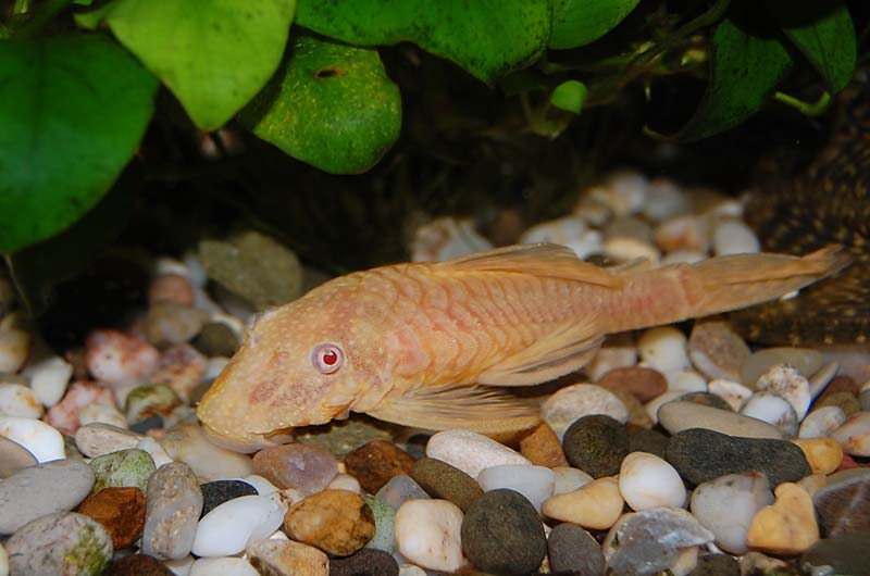 Ancistrus var.gold