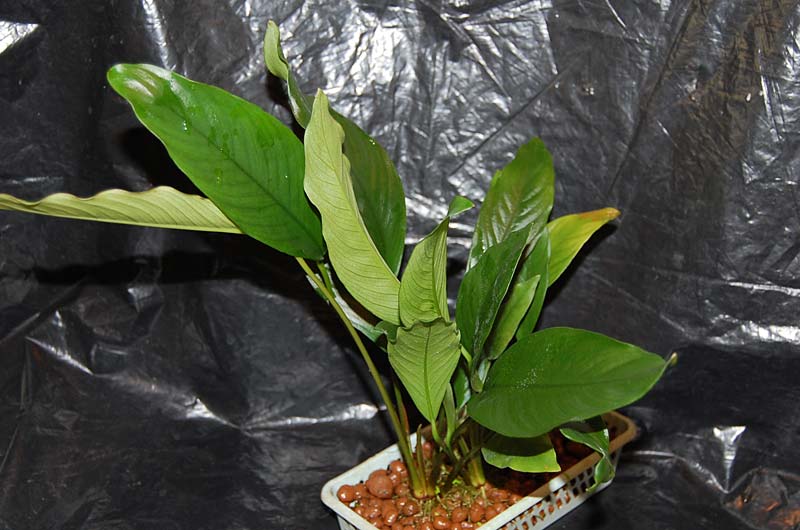 Anubias sp. 