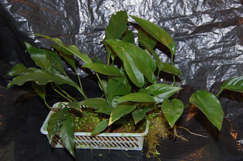  Anubias sp. Undulatus,  Anubias sp. Auriculata