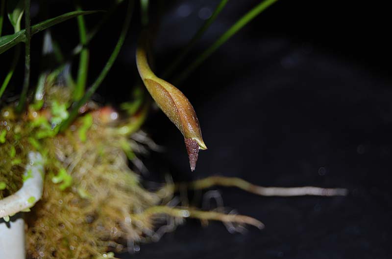  Anubias sp. Undulatus,  Anubias sp. Auriculata