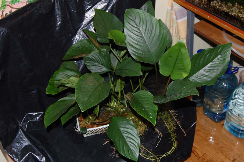 Anubias sp. Gabon