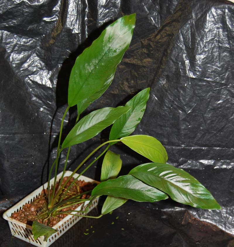 Anubias sp. Spathulata