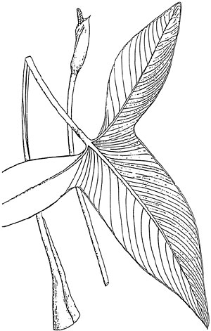 Анубиас гигантский