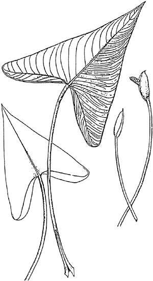 Анубиас грацилис